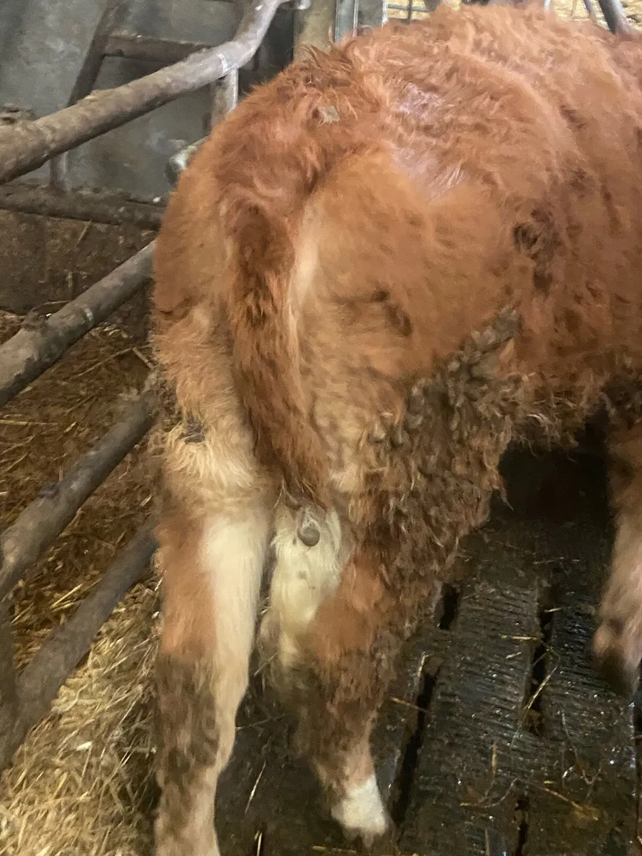 ⭐️ 4 super contenintal heifers⭐️ - Image 4