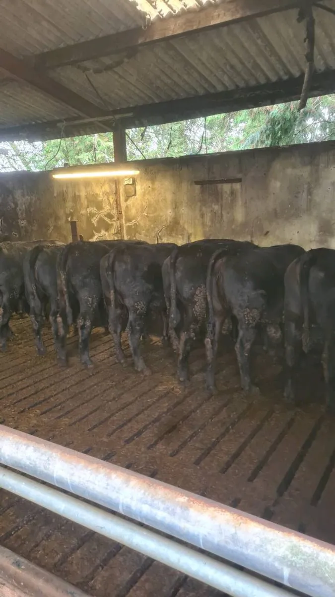 Angus Heifers - Image 1