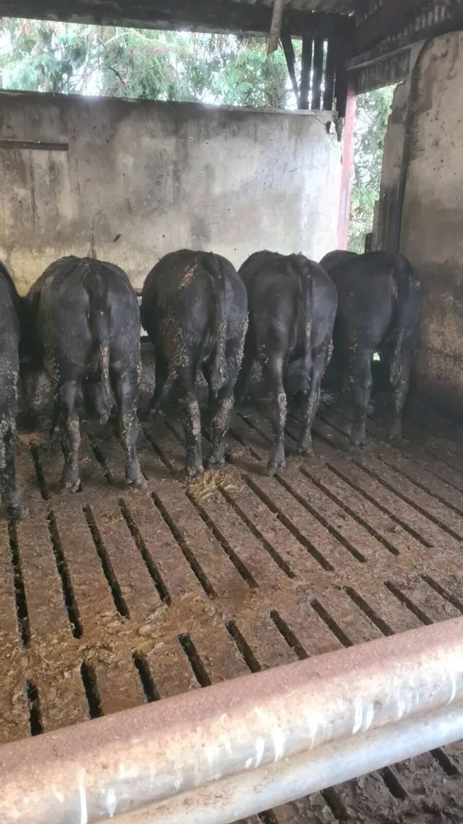 Angus Heifers - Image 2