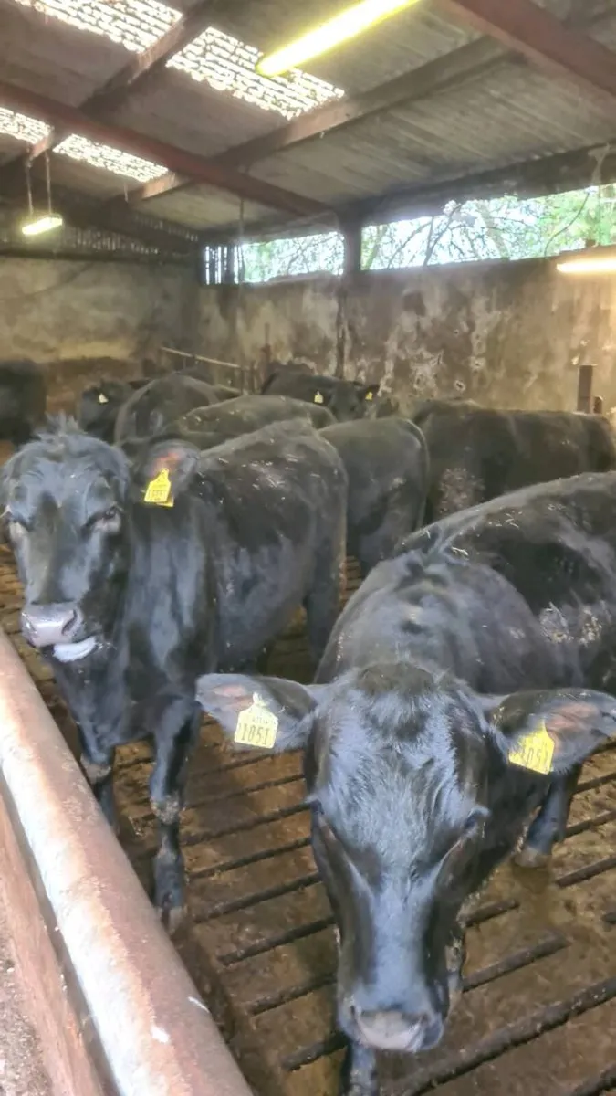 Angus Heifers - Image 3