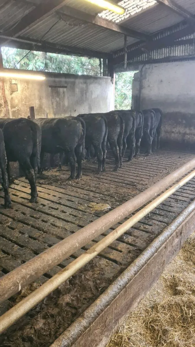 Angus Heifers - Image 4