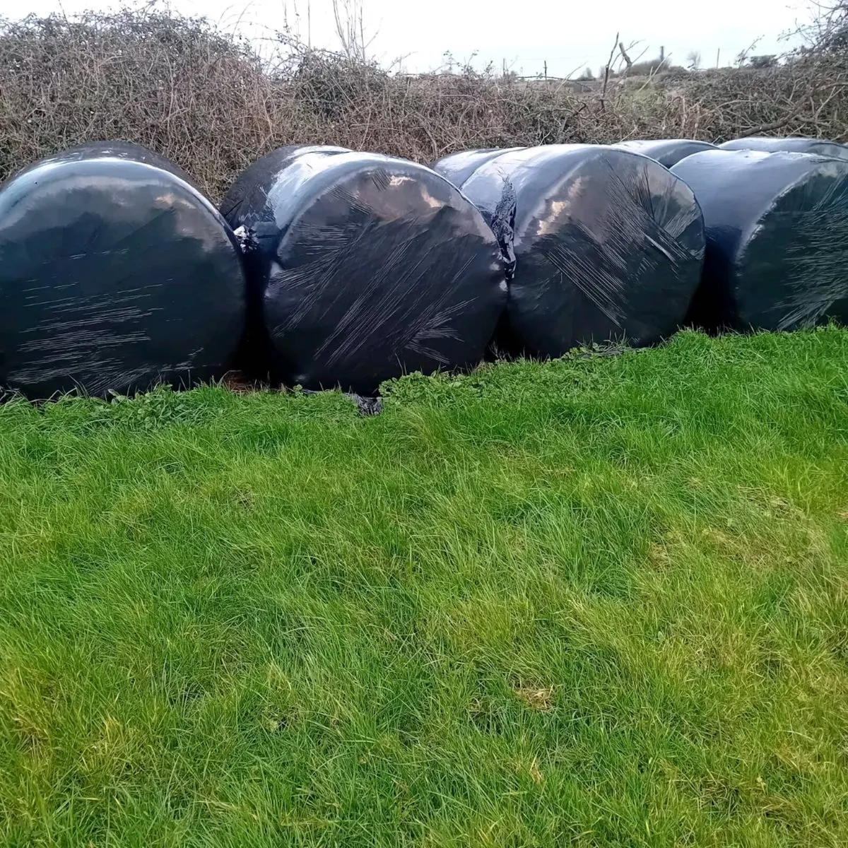 Quality silage for sale - Image 3