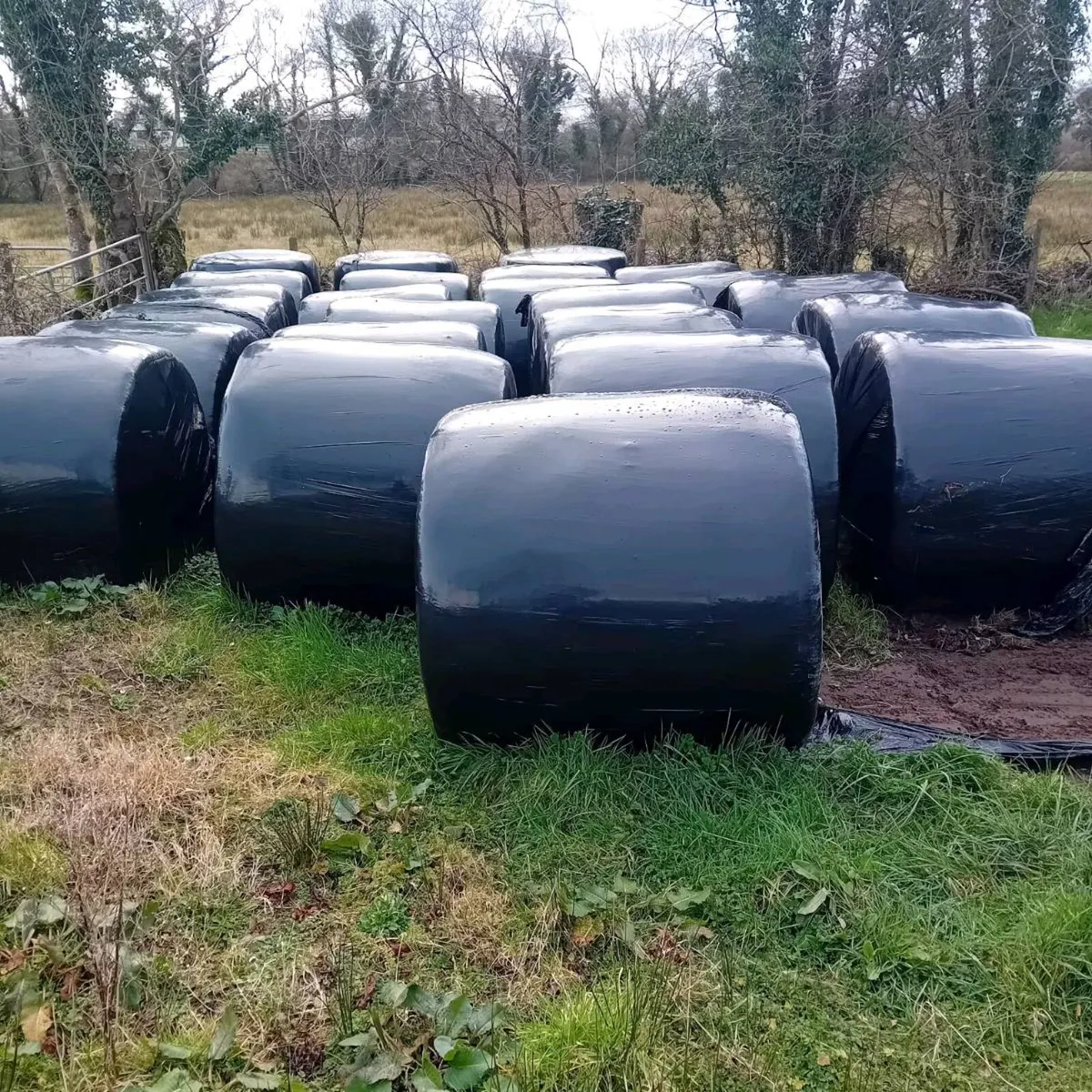 Quality silage for sale - Image 4