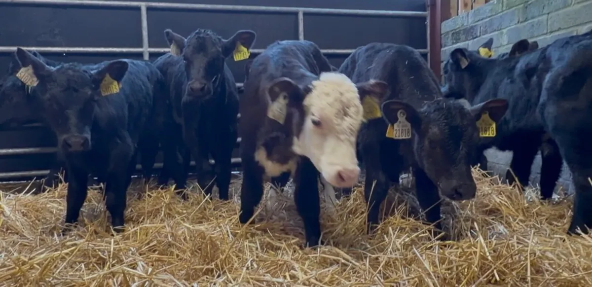 25 ai bred aa bull calves - Image 2