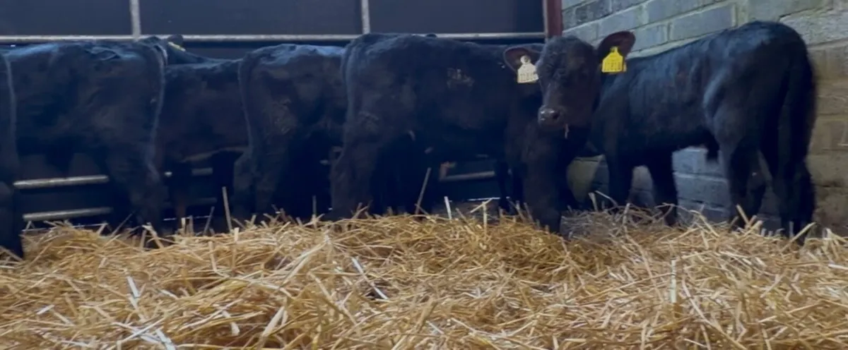 25 ai bred aa bull calves - Image 3