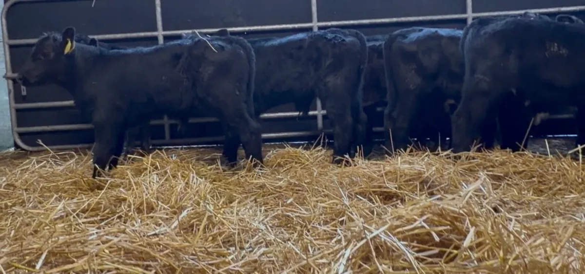 25 ai bred aa bull calves - Image 4