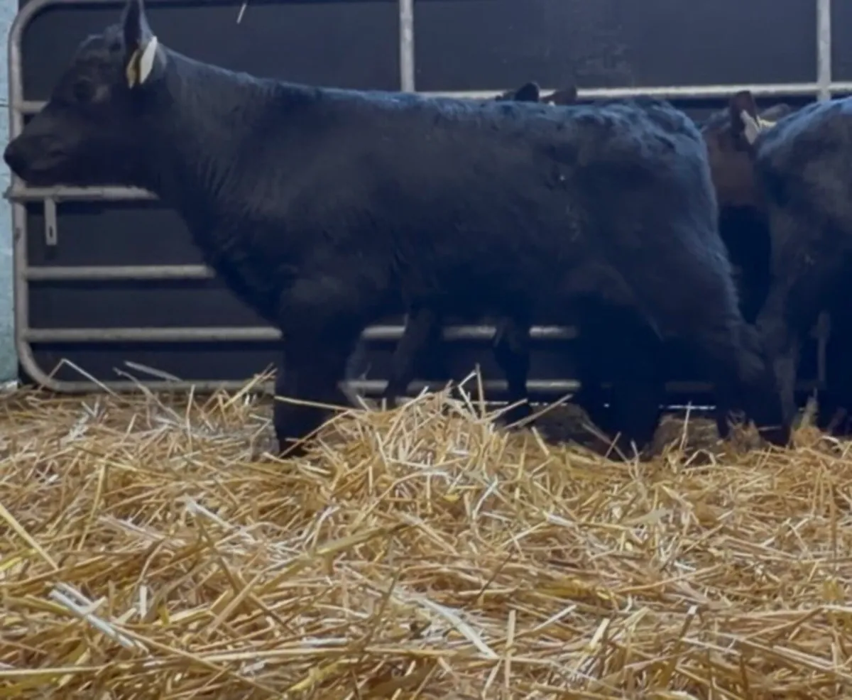 25 ai bred aa bull calves - Image 1