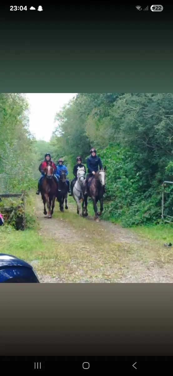 Irish draught 6 year old mare - Image 2