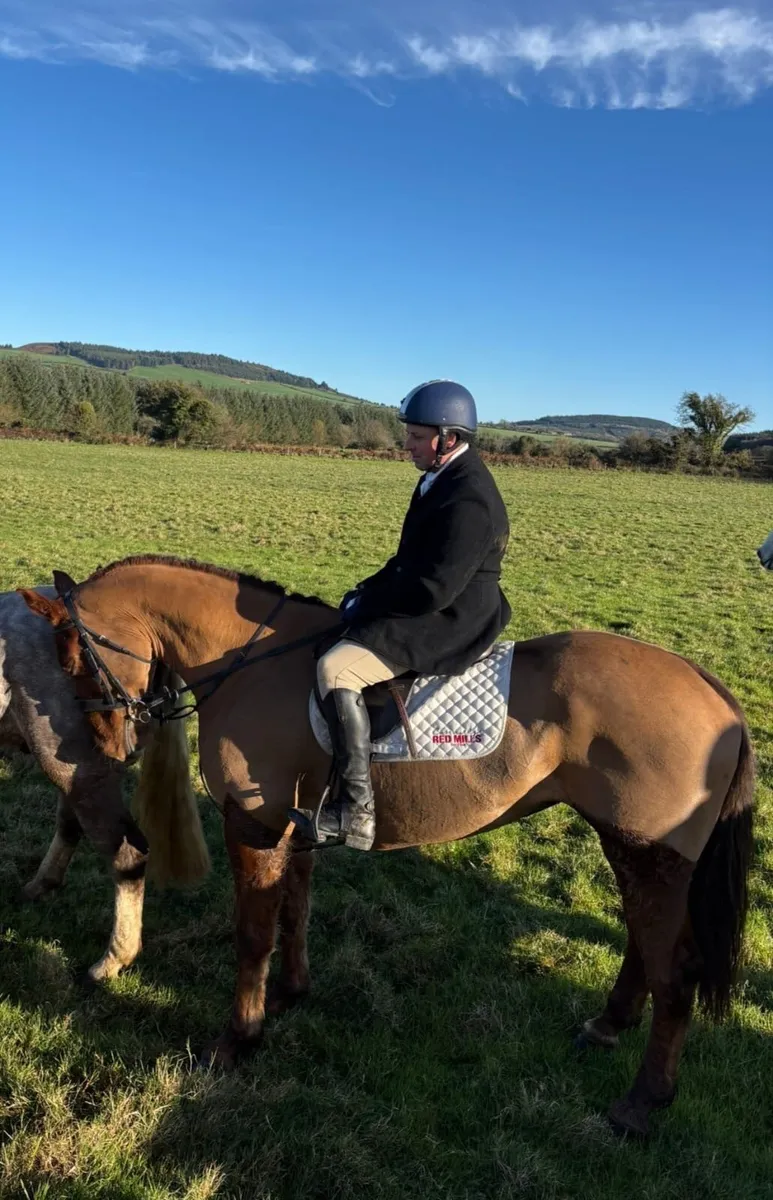 Irish draught 6 year old mare - Image 3