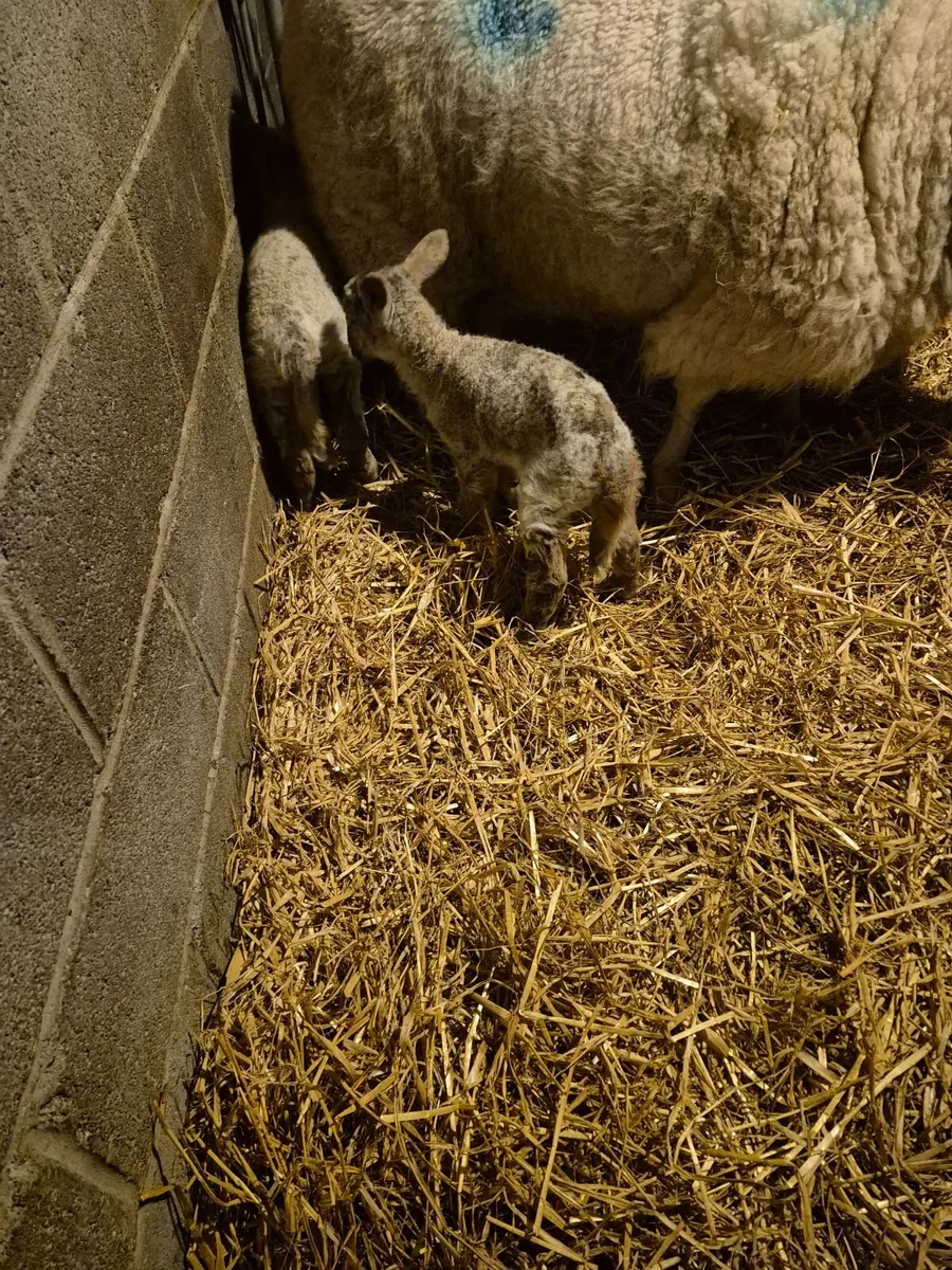 Pet lamb - Image 1
