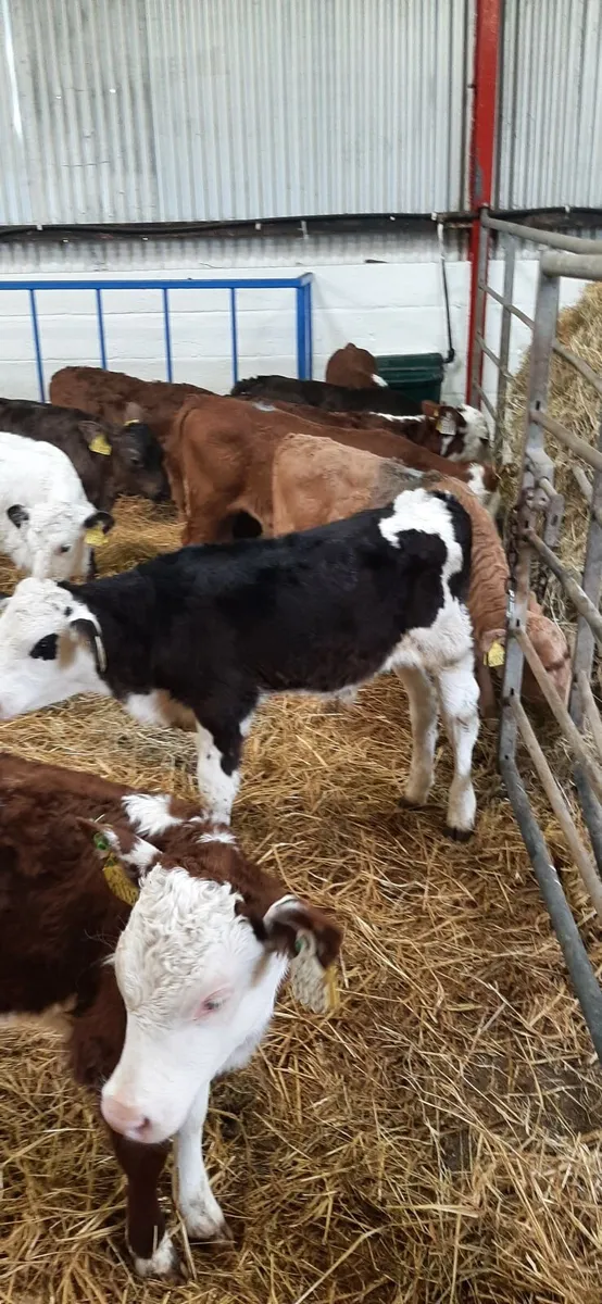 Cont calves for sale - Image 2