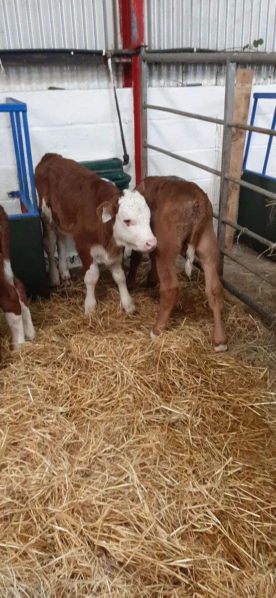 Cont calves for sale - Image 3