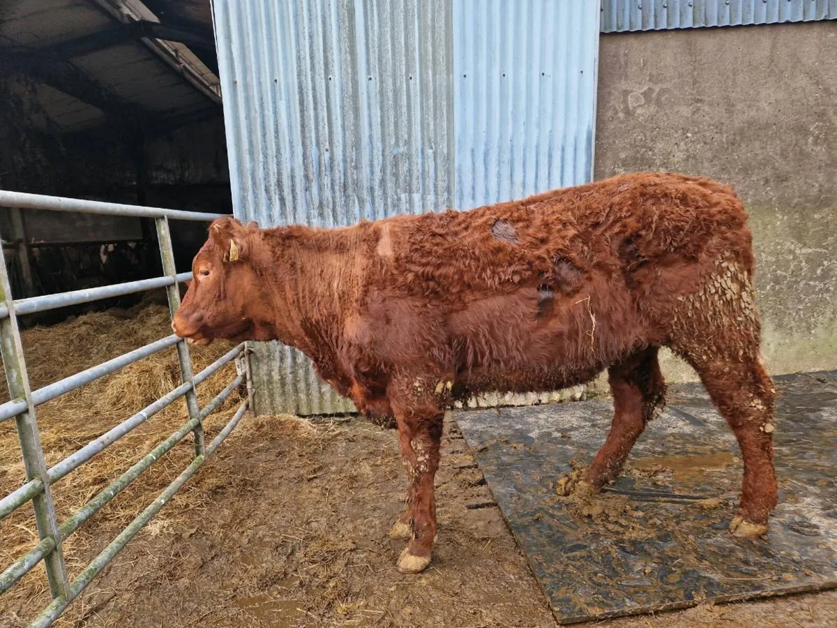 Saler Breeding Heifers - Image 4