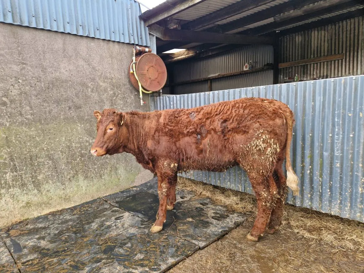 Saler Breeding Heifers - Image 2