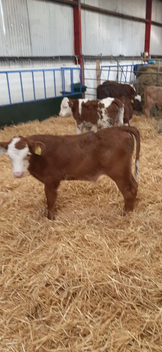Cont calves for sale - Image 4