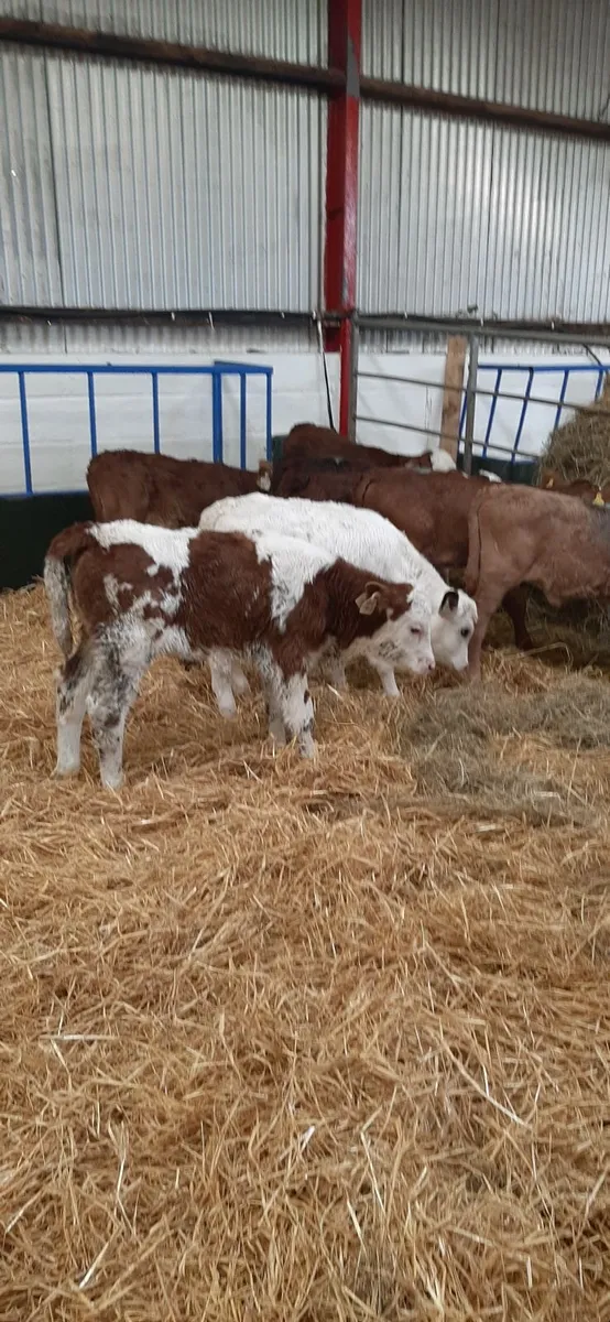 Cont calves for sale - Image 1