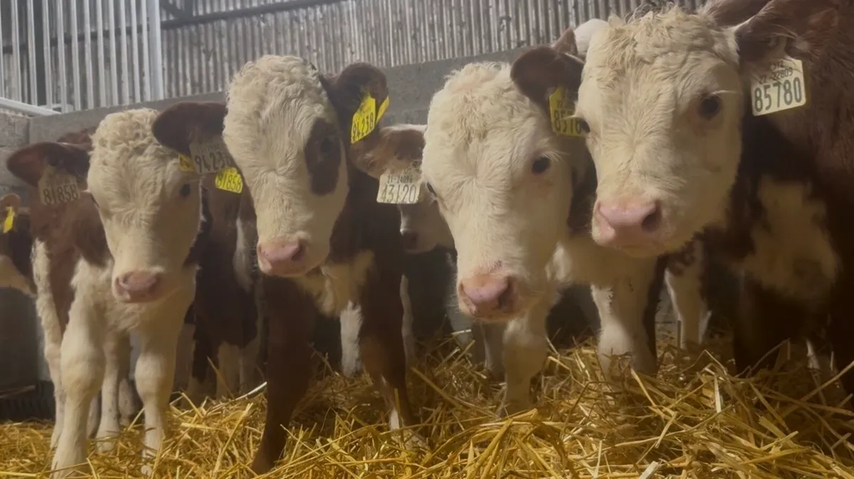 9 wh heifer calves - Image 4