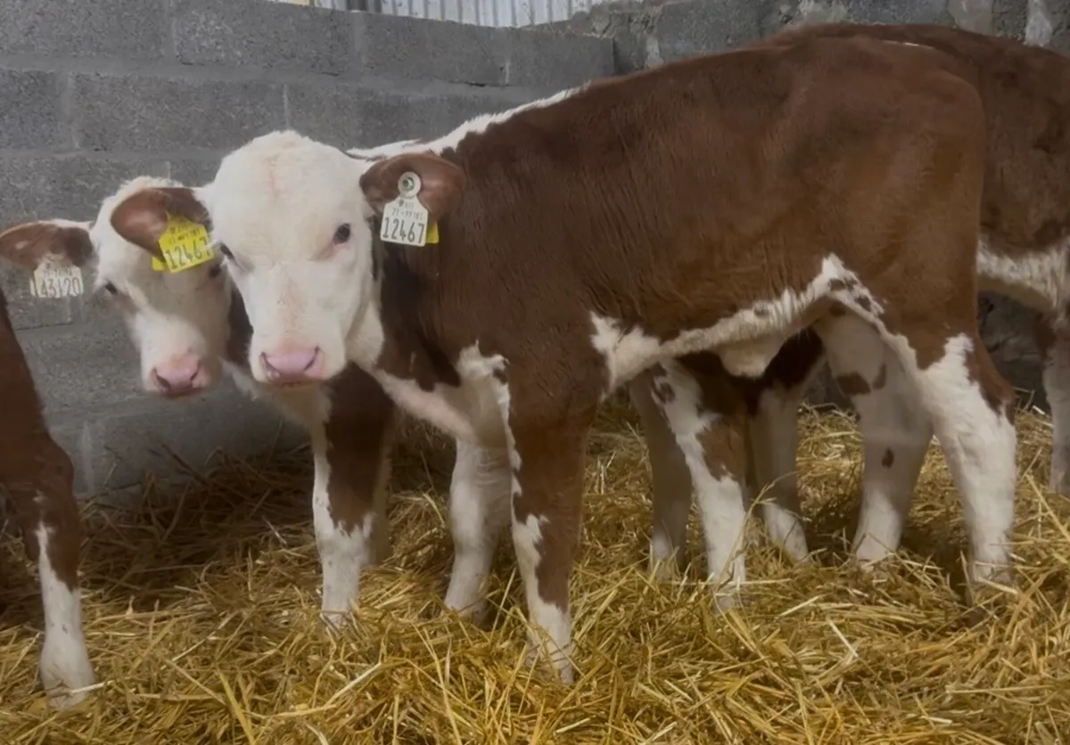 9 wh heifer calves - Image 1
