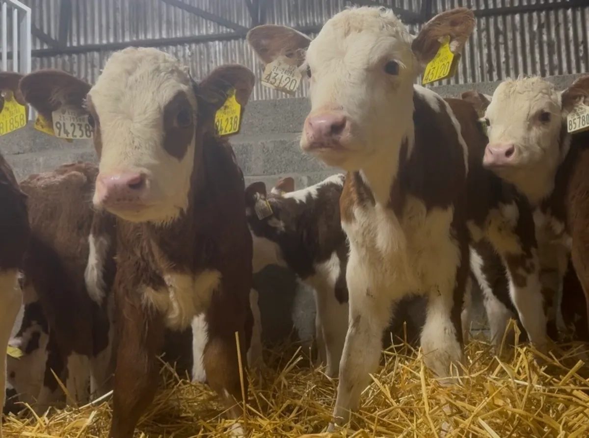 9 wh heifer calves - Image 2