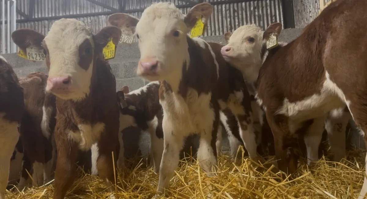9 wh heifer calves - Image 3