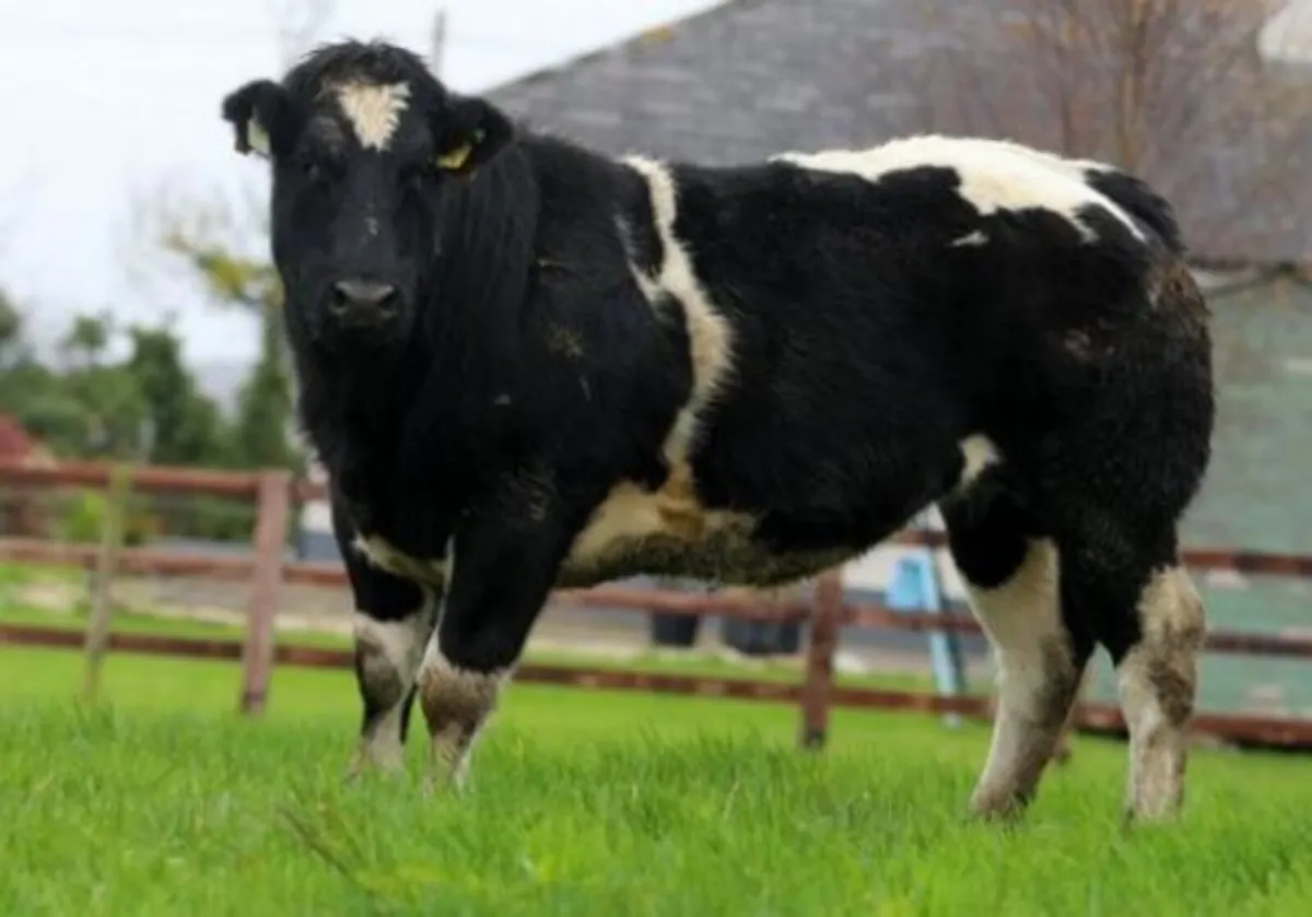 Super Breeding Heifer  for Balla Sat 21st - Image 3