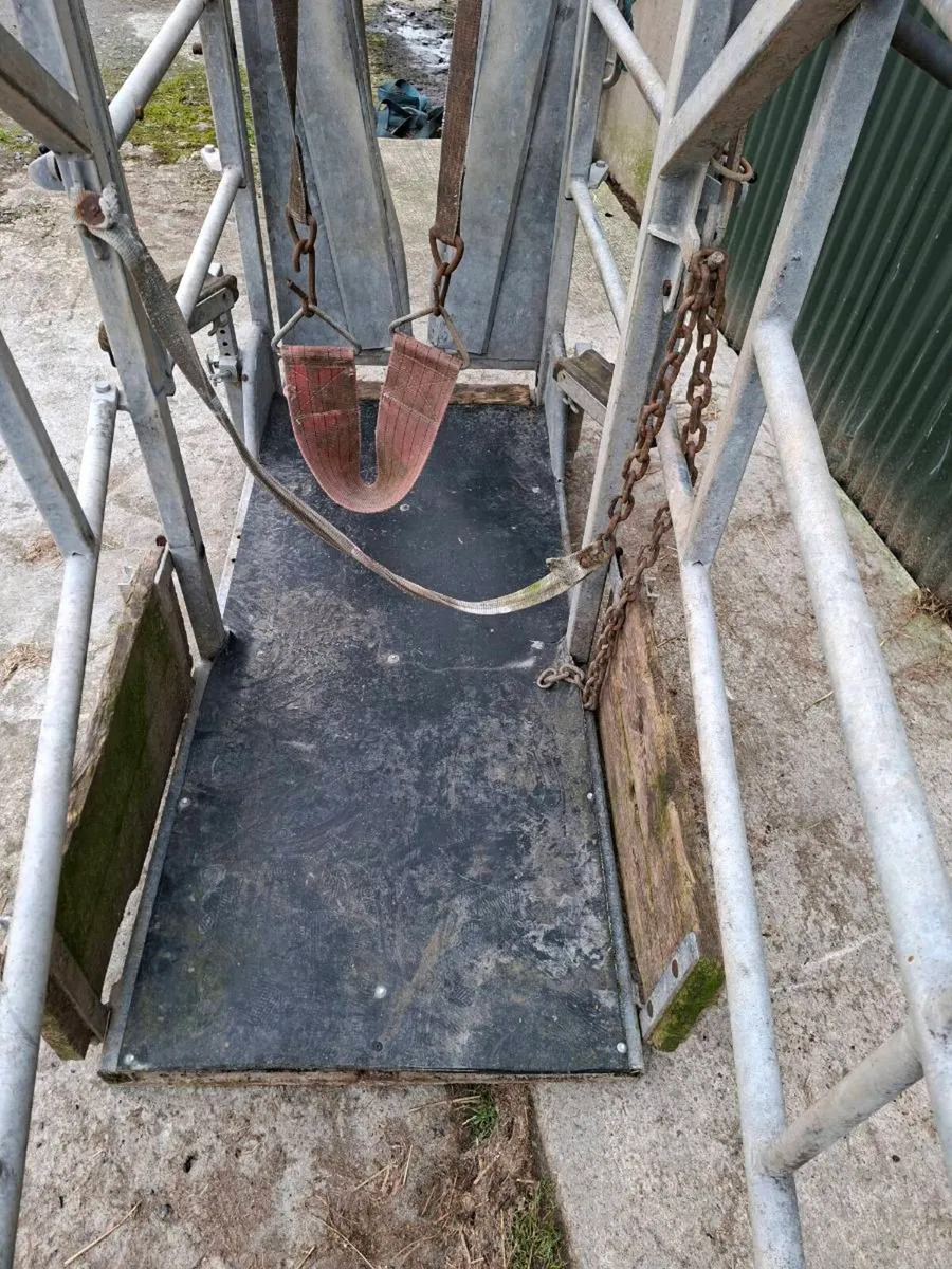 Mobile cattle crush - Image 4