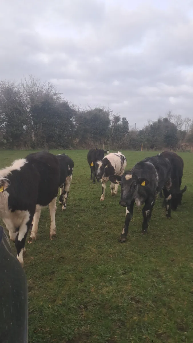 Yearling heifers - Image 2