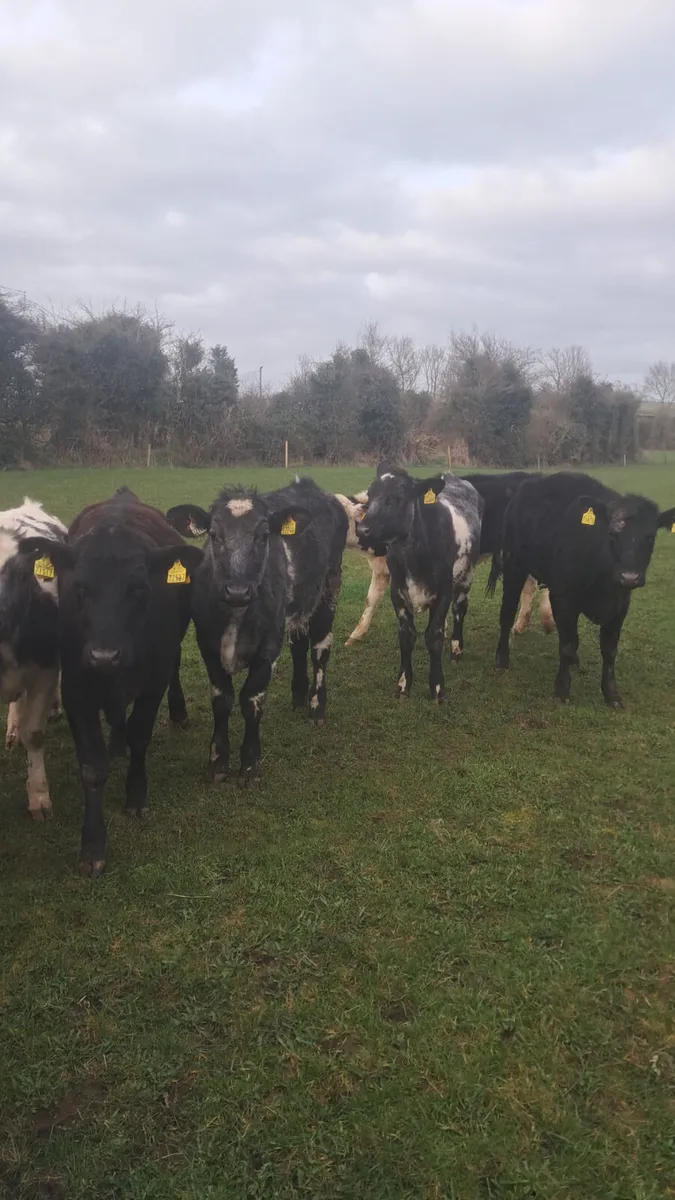 Yearling heifers - Image 1