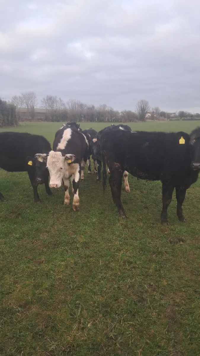 Yearling heifers - Image 3