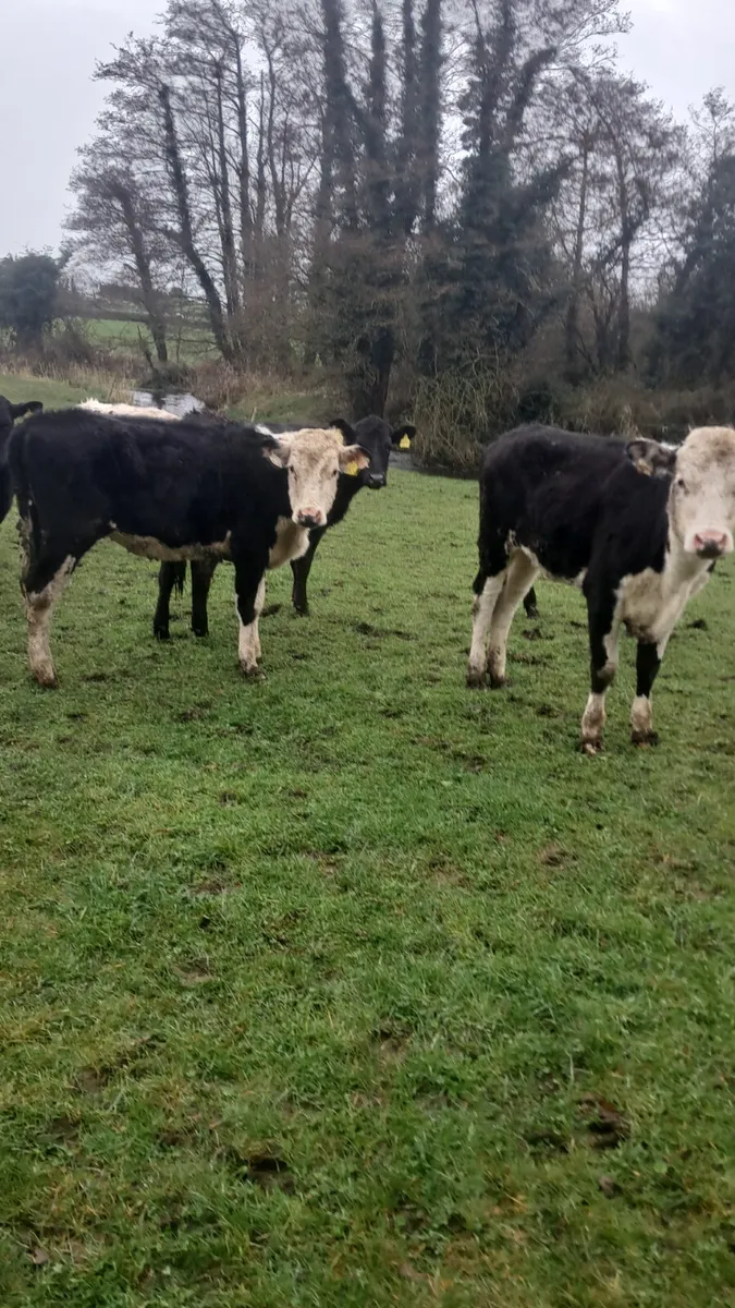 Yearling heifers - Image 4