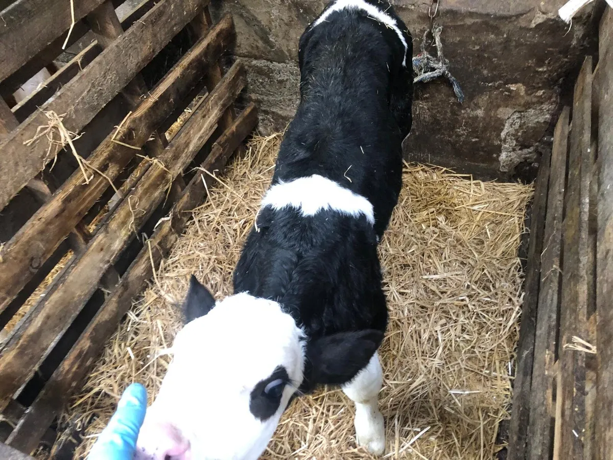 Simmental Bull Calf - Image 1