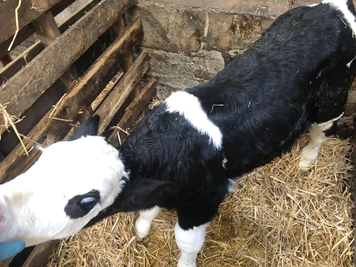 Simmental Bull Calf - Image 2