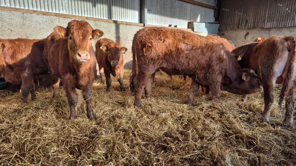 14 Continental bulls (spring 2025) - Image 1