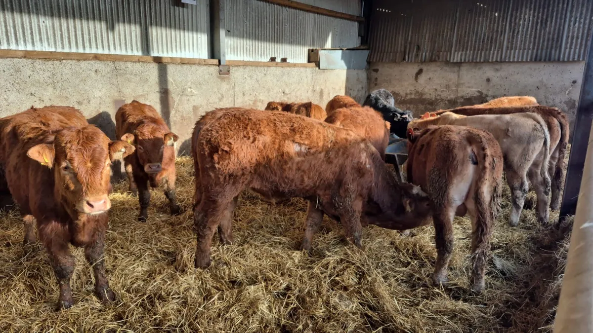 14 Continental bulls (spring 2025) - Image 2