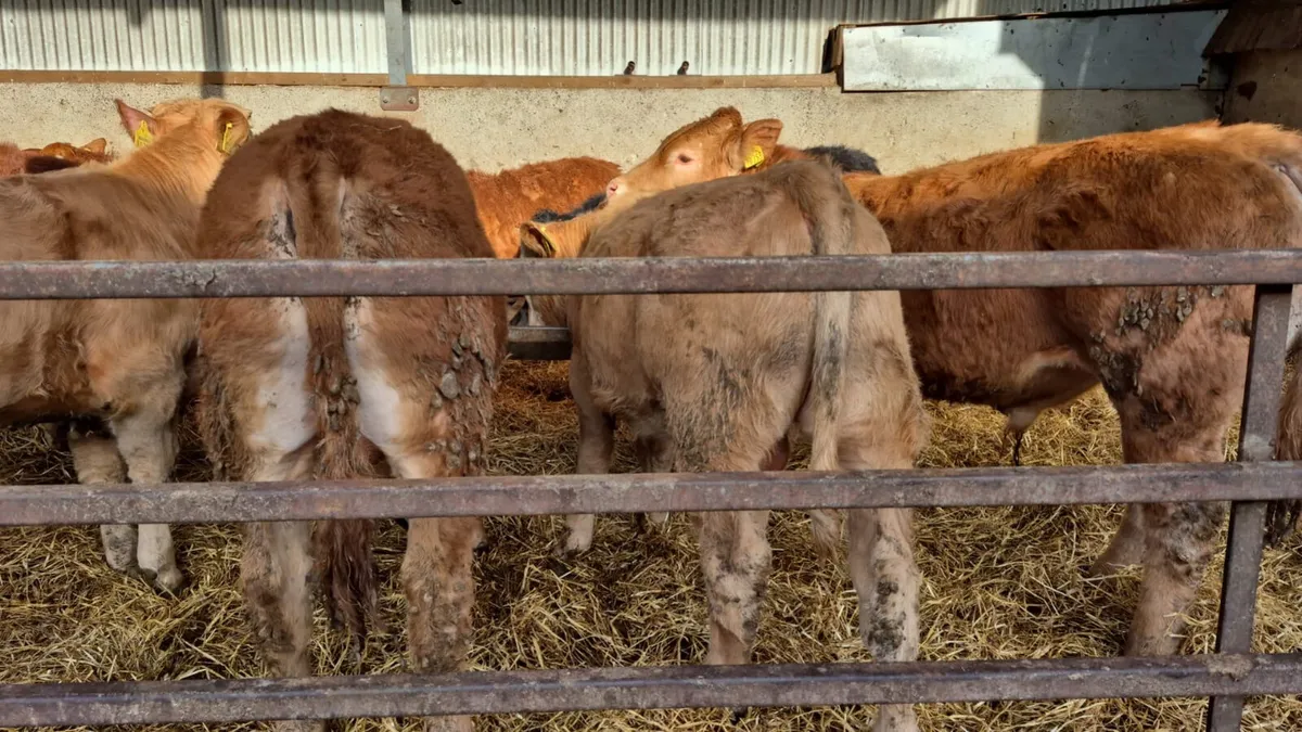 14 Continental bulls (spring 2025) - Image 3