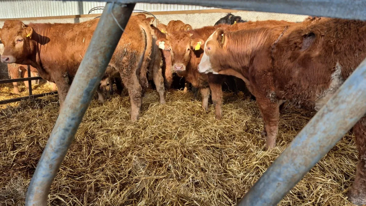 14 Continental bulls (spring 2025) - Image 4