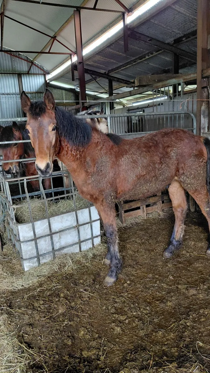 Connemara Colt - Image 1