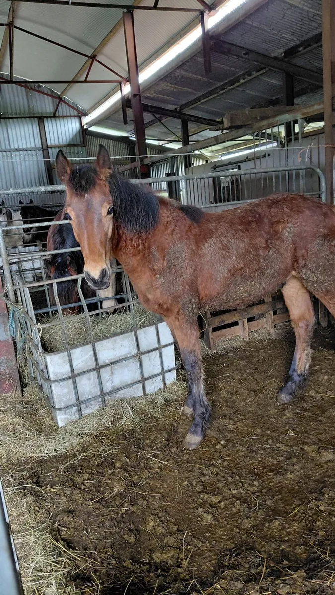 Connemara Colt - Image 2