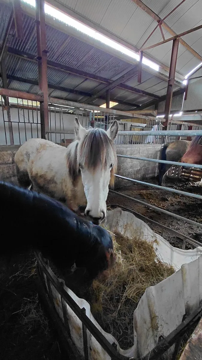 Connemara Colt - Image 3