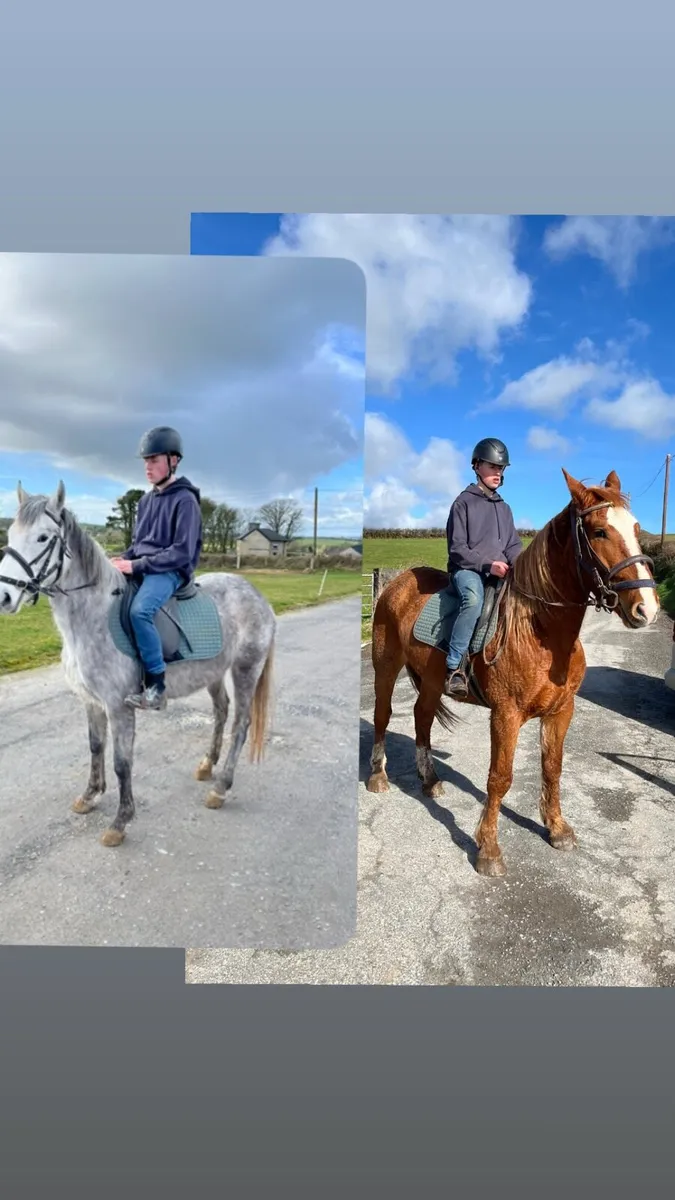 5 year old draught & 3 year old Connemara - Image 1