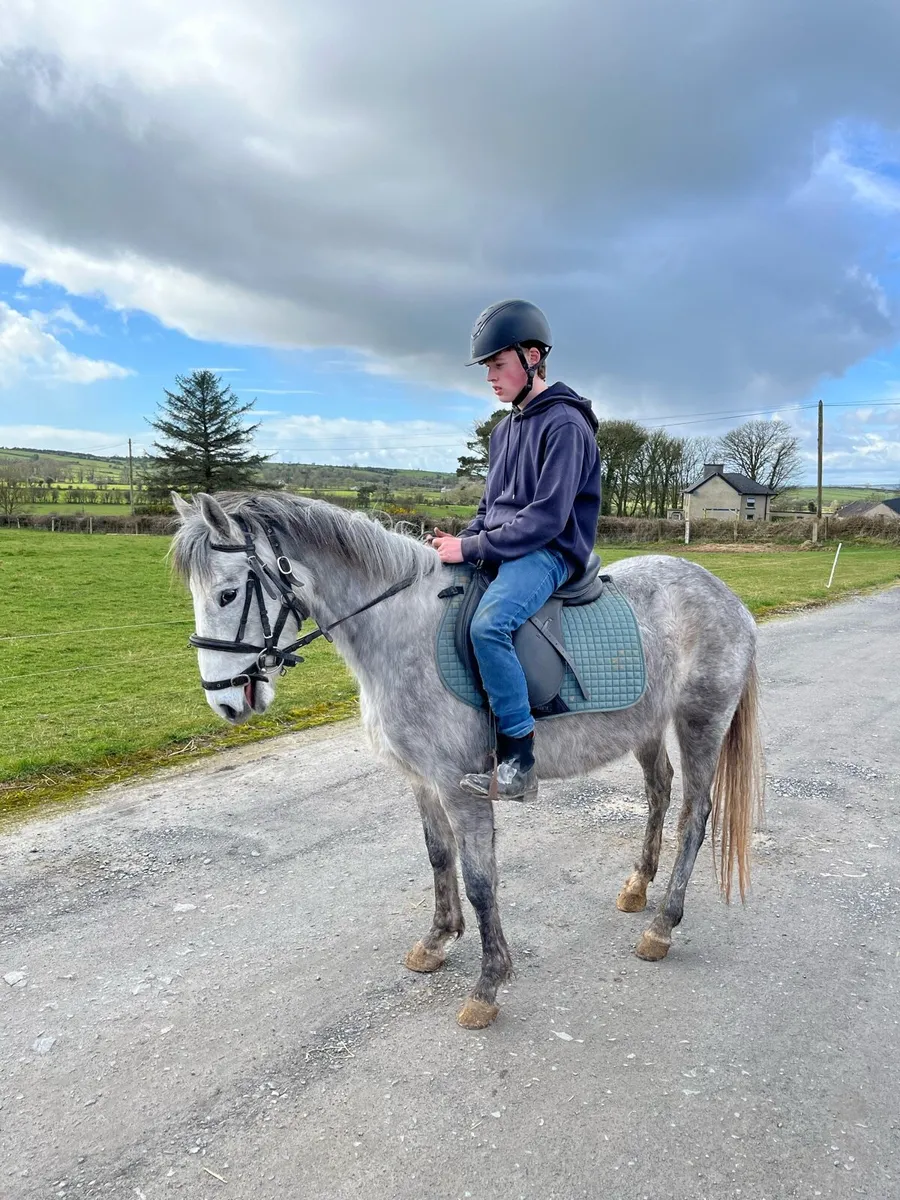 5 year old draught & 3 year old Connemara - Image 2
