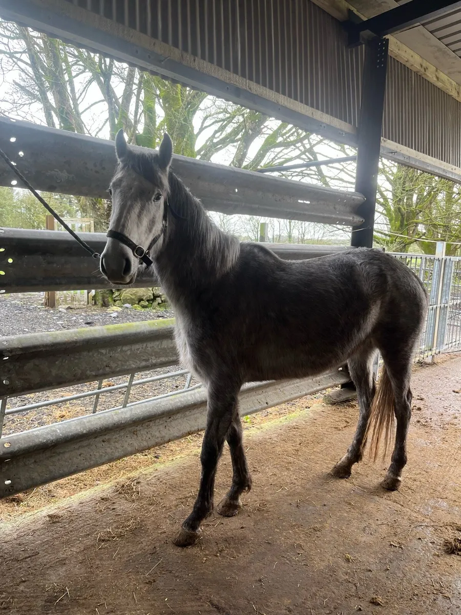 5 year old draught & 3 year old Connemara - Image 4