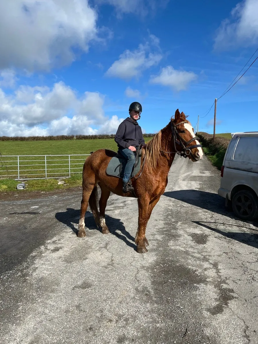 5 year old draught & 3 year old Connemara - Image 3