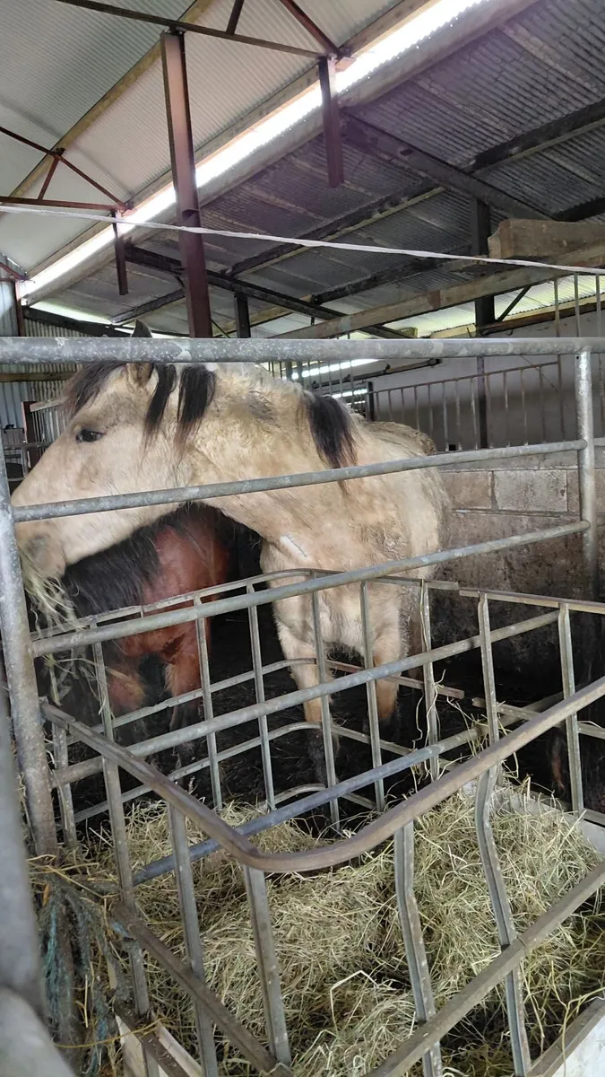 Connemara Colt - Image 4