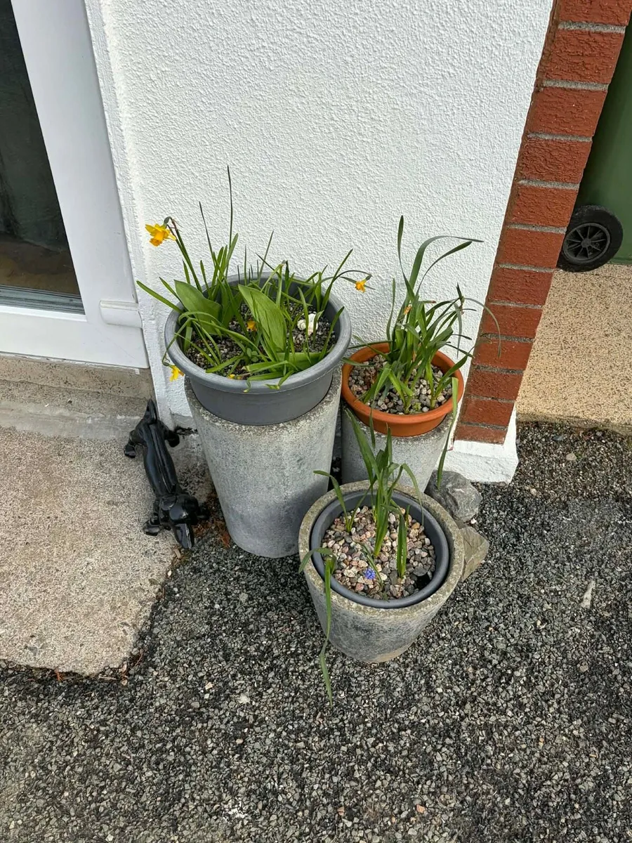 7 concrete pots €100 - Image 4