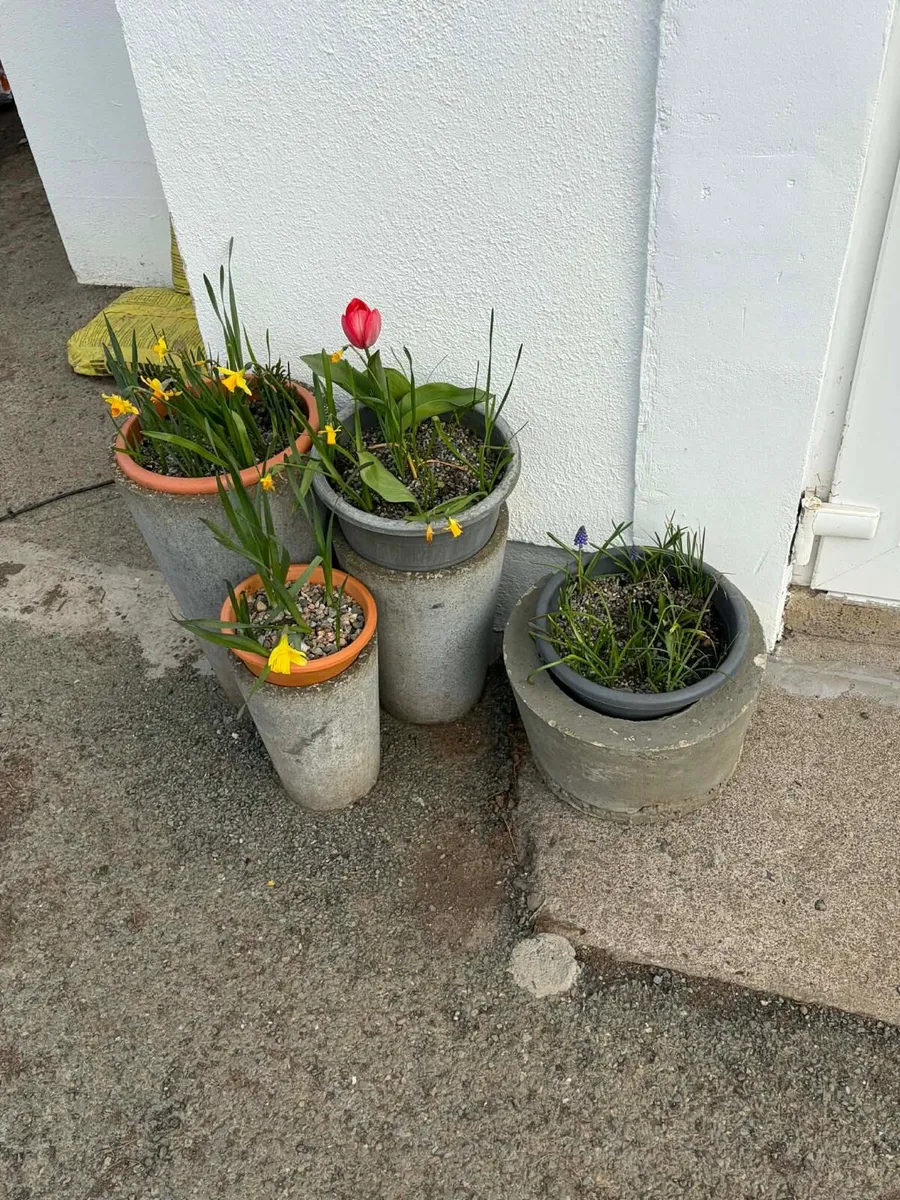 7 concrete pots €100 - Image 3