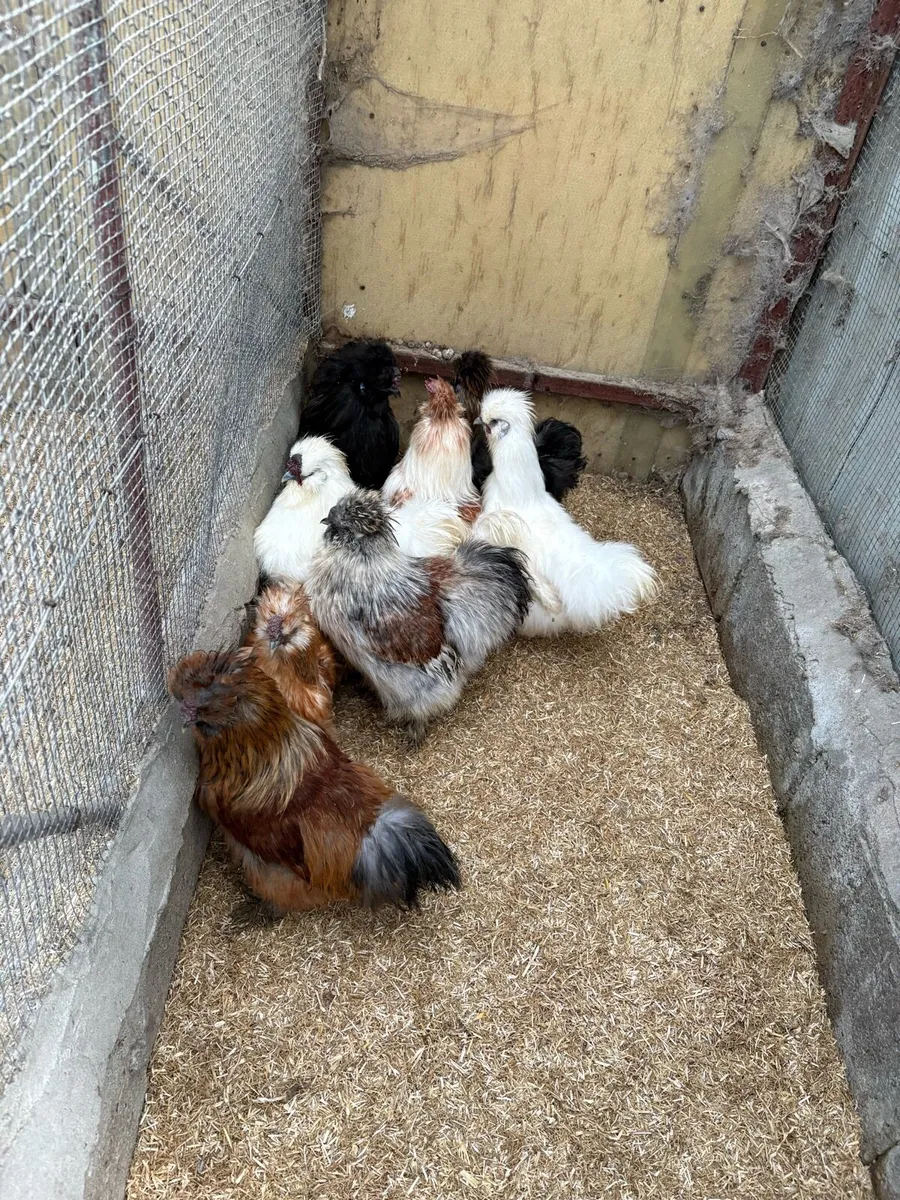 Polish Silkie roosters - Image 1