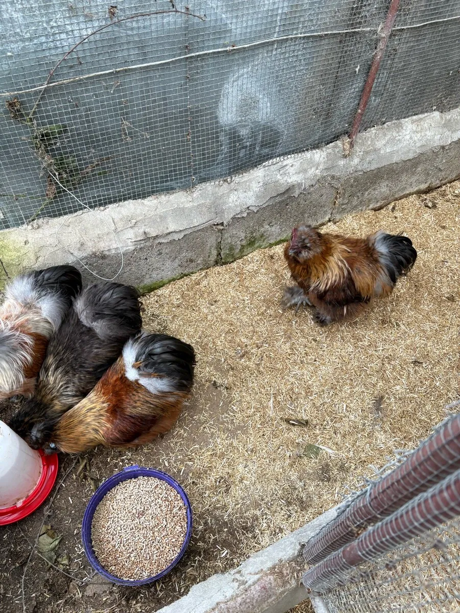 Polish Silkie roosters - Image 4