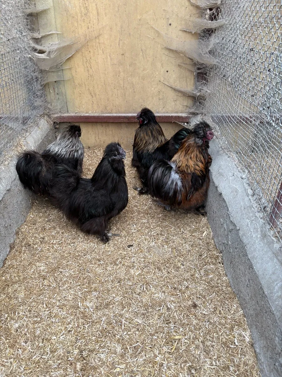 Polish Silkie roosters - Image 2