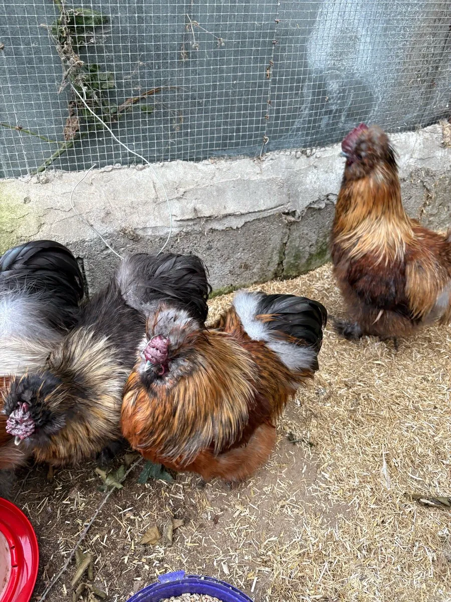 Polish Silkie roosters - Image 3